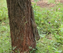 Funambulus palmarum