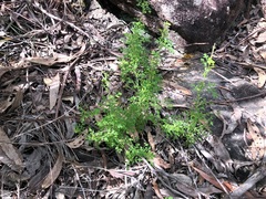 Xanthosia