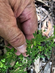 Xanthosia