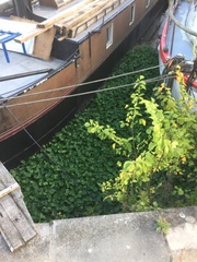 Hydrocotyle ranunculoides