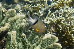 Plectroglyphidodon dickii