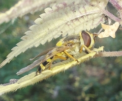 Syrphus ribesii