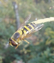 Syrphus ribesii