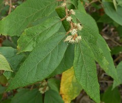 Seringia arborescens