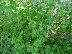 Ribes alpinum