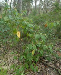 Seringia arborescens