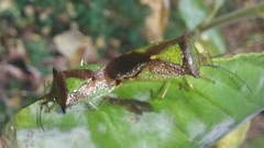 Acanthosoma haemorrhoidale