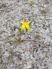 Caladenia flava flava