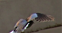 Streptopelia senegalensis senegalensis