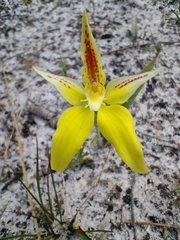 Caladenia flava flava