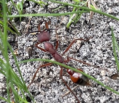 Myrmecia nigriscapa