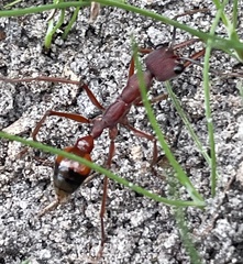 Myrmecia nigriscapa
