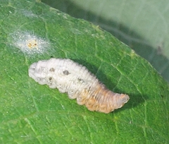 Epistrophe grossulariae