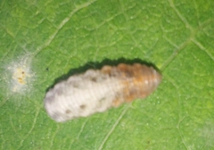 Epistrophe grossulariae