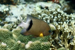 Plectroglyphidodon dickii