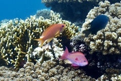 Pseudanthias squamipinnis