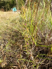 Centaurium littorale