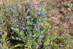 Cynoglossum amabile