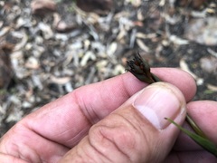 Haemodorum austroqueenslandicum