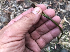 Haemodorum austroqueenslandicum