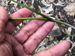 Haemodorum austroqueenslandicum