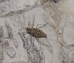Euceraphis
