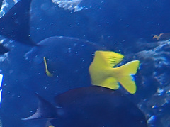Siganus uspi