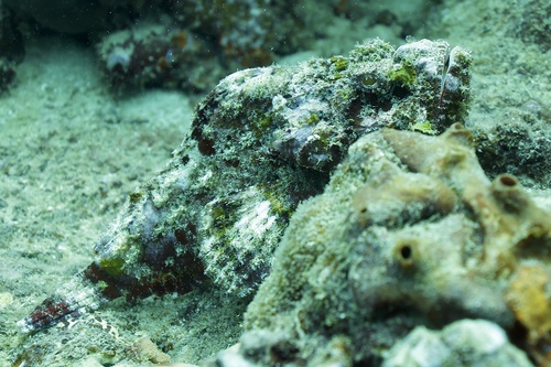 Scorpaenopsis observed 2022-09-24