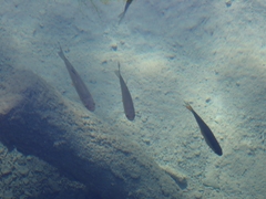 Scardinius erythrophthalmus