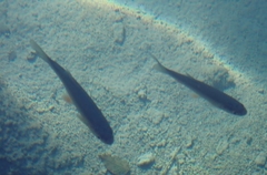 Scardinius erythrophthalmus