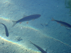 Scardinius erythrophthalmus