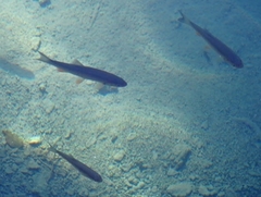 Scardinius erythrophthalmus