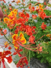 Caesalpinia