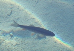Scardinius erythrophthalmus