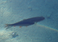 Scardinius erythrophthalmus
