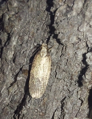 Agonopterix