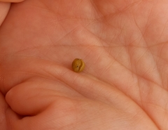Polyplacophora