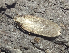 Agonopterix