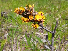 Pultenaea largiflorens