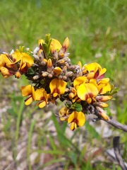 Pultenaea largiflorens