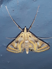 Eoophyla