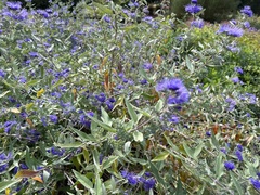 Caryopteris × clandonensis