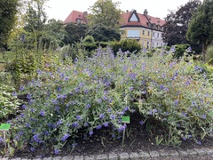 Caryopteris × clandonensis