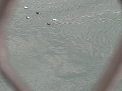 Somateria mollissima