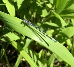 Coenagrion hastulatum