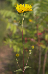 Helianthus occidentalis