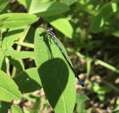 Coenagrion hastulatum
