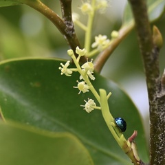 Griselinia littoralis