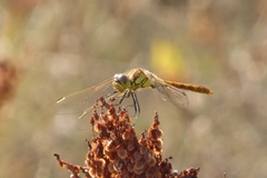 Sympetrum vulgatum