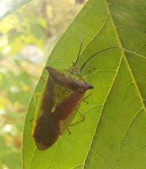 Acanthosoma haemorrhoidale